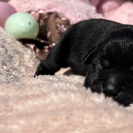 Boy 2 - Black male Labrador Retriever puppy in Petersburg, Kentucky from Mahan Labs