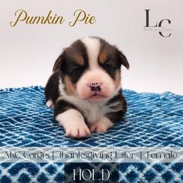 Pumpkin Pie - Black and tan female Pembroke Welsh Corgi puppy in Pine Village, Indiana from NL Horsemanship