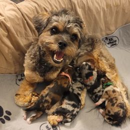 Winter - Shihpoo