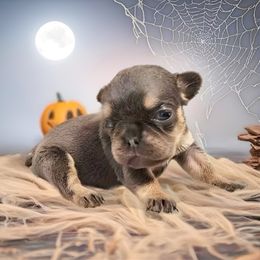 Topaz - Liver female French Bulldog puppy in Amarillo, Texas from Bomb City Bulldogs