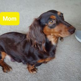 Tootsie - Dachshund