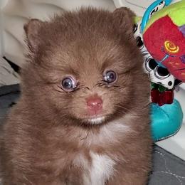 Buddy - Chocolate sable male Pomeranian puppy in Forsyth, Illinois from Amazing Grace Pomeranians