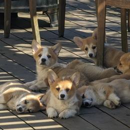 Jazz - Pembroke Welsh Corgi puppy in Arcata, California from Woofgang Pembroke Welsh Corgis