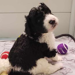 Bernedoodle Puppies from BellaDoodles