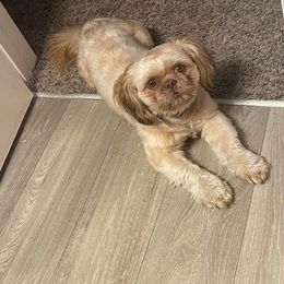 Major - Shih Tzu