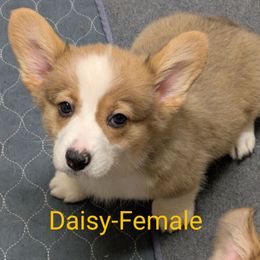 Daisy - Red female Pembroke Welsh Corgi puppy in Berkeley Springs, West Virginia from Hummingbird Farm