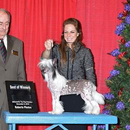 Chinese Crested and Mi-Ki Puppies from Elegant Tiny Paws
