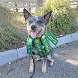 Baloo - Australian Cattle Dog