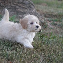 Happy - Cream male Havanese puppy in Bowling Green, Kentucky from Denise Clark