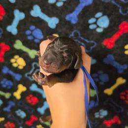 Blue collar - Black and rust male Doberman Pinscher puppy in Canton, Ohio from Aaliyah’s Dobies
