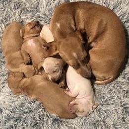 Dachshund Puppies from Robbins nest