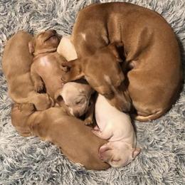 Dachshund Puppies from Robbins nest