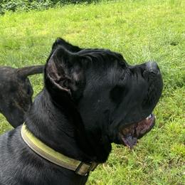 Oakley - Cane Corso