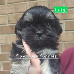 Luigi - Black and tan male Shih Tzu puppy in Lebanon, Missouri from Playhouse Puppies