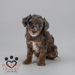 Maisie - Merle female Labradoodle puppy in Travelers Rest, South Carolina from Doodles of Love Labradoodles