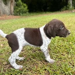 Ash - Liver and white male German Shorthaired Pointer puppy in Georgia from CMC Farms