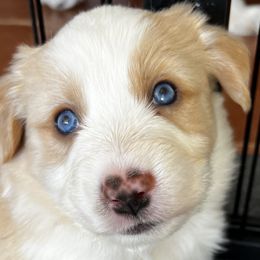 Rocky - Miniature American Shepherd puppy in Litchfield Park, Arizona from New Dawn Aussies