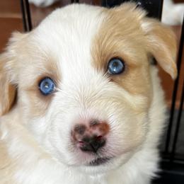 Rocky - Miniature American Shepherd puppy in Litchfield Park, Arizona from New Dawn Aussies