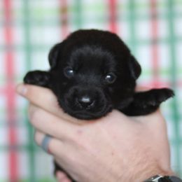 Rufus - Black male Labrador Retriever puppy in Williamston, Sc, South Carolina from Dutton Dog Co & Dalla Grazia Doberman