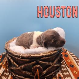 Houston - White and blue female Rat Terrier puppy in Lynn, Alabama from Cryptic Rat Terriers