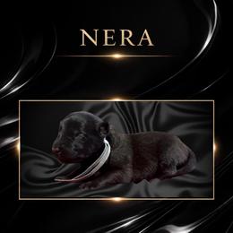 Nera - Fawn sable female Belgian Malinois puppy in Chino, California from BlueStone K9