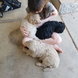Bernedoodle and Goldendoodle Puppies from Cookies and Cream Doodles