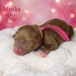 Mocha  PINK COLLAR girl  3500 - Red  female Goldendoodle puppy in Corona, California from Fluffy Puppy Mini Doodles LLC