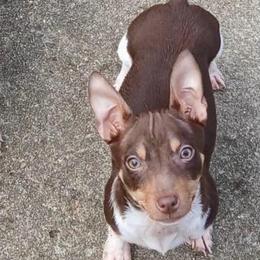 Rich Rat's Token - Chocolate and white female Teddy Roosevelt Terrier puppy in Gadsden, Alabama from Rich Cat’s