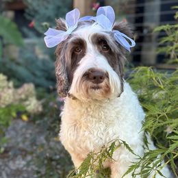 Scottee - Australian Labradoodle