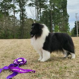 Katya - Shetland Sheepdog