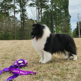 Katya - Shetland Sheepdog