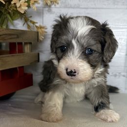 Autumn - Merle female Maltipoo puppy in Bronson, Florida from Tabler Family Puppies