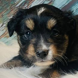 Miniature Australian Shepherds from Haden’s Mini Aussies