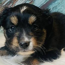 Miniature Australian Shepherds from Haden’s Mini Aussies