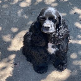 Coco - Cocker Spaniel