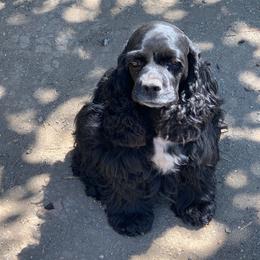 Coco - Cocker Spaniel