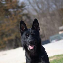 Wally - German Shepherd