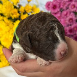 Tulip - Brown female Lagotto Romagnolo puppy in Micanopy, Florida from Fortuna Farms