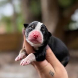 Haven - Black tri-color female Australian Shepherd puppy in Orlando, Florida from Skaky Shepherds