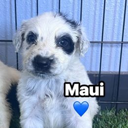 Maui - long coat - White and black male Dalmatian puppy in Sedalia, Missouri from Missouri Dalmatians