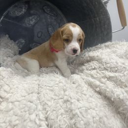 Beagle Puppies from Stranger Creek Beagles