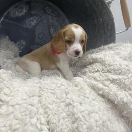 Beagle Puppies from Stranger Creek Beagles