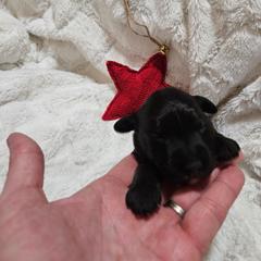 Girl 3 - Black female Whoodle puppy in O'neill, Nebraska from Willowdale Doodles