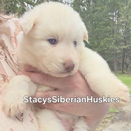 Stardust - White female Siberian Husky puppy in Savannah, Georgia from Stacy's Siberian Huskies