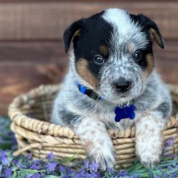Boy 3 - Blue speckled Australian Cattle Dog puppy in Nevada, Missouri from Back Road Dog Company, LLC