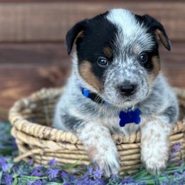 Boy 3 - Blue speckled Australian Cattle Dog puppy in Nevada, Missouri from Back Road Dog Company, LLC