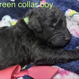 Green Collar Boy - Black male Poodle puppy in Grandview, Tennessee from FurEver Poodles