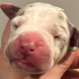 Clara - Harlequin female Great Dane puppy in Hutchinson, Kansas from Dappled Danes