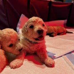 Maltipoo Puppies from JJR Doggie World LLC