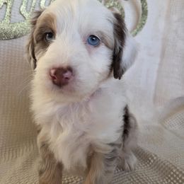 Noel, red male - Red merle male Aussiedoodle puppy in Lexington, Oklahoma from Long Doggy Acres Miniature Dachshunds